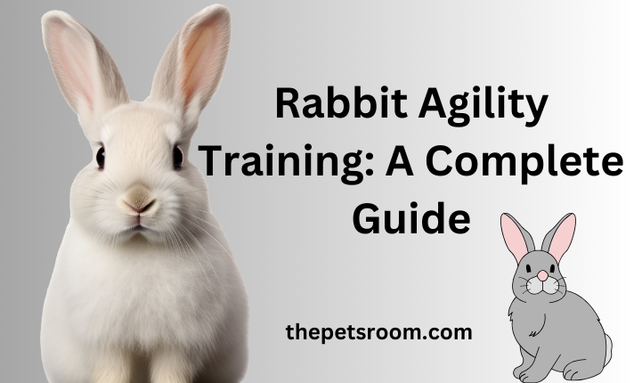 Rabbit Agility Training: A Complete Guide - The Pets Room